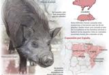 El «cerdolí», la nueva amenaza medioambiental en España
