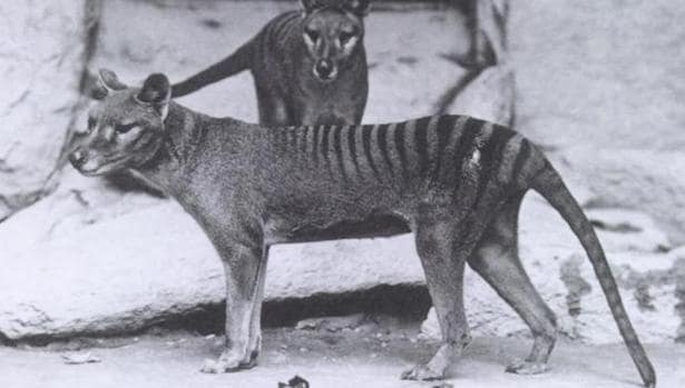 El Thylacinus o lobo marsupial, una de las especies extintas que salen en el vídeo