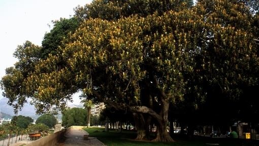 Ficus centenario en Cartagena