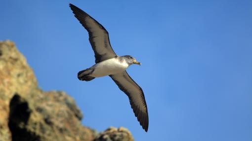 Fotografía de una pardela cenicienta sobrevolando la Isla Salvaje Pequeña (Portugal)