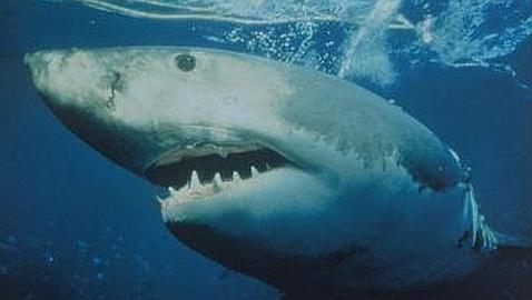 Las islas Marshall crean el santuario de tiburones ms grande del mundo