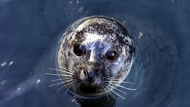 La UE mantiene la protección sobre las focas