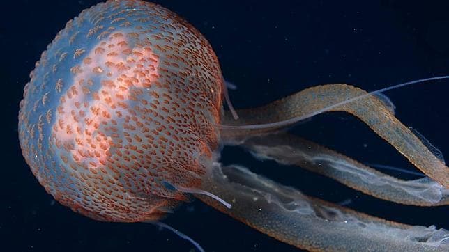 Descubre las particularidades de las medusas