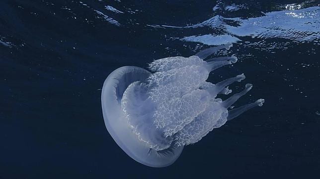 Descubre las particularidades de las medusas