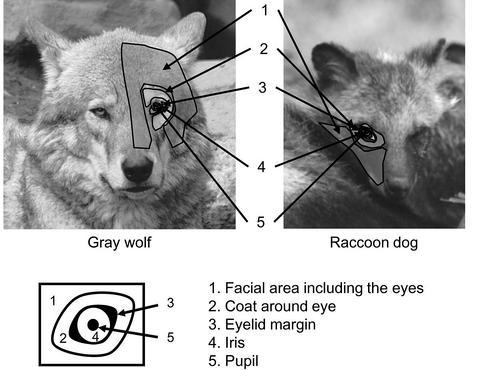 ¿Los perros se comunican a través de la mirada?