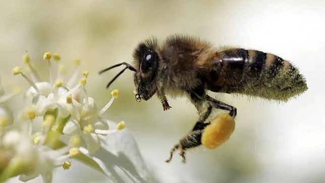 polen y abejas