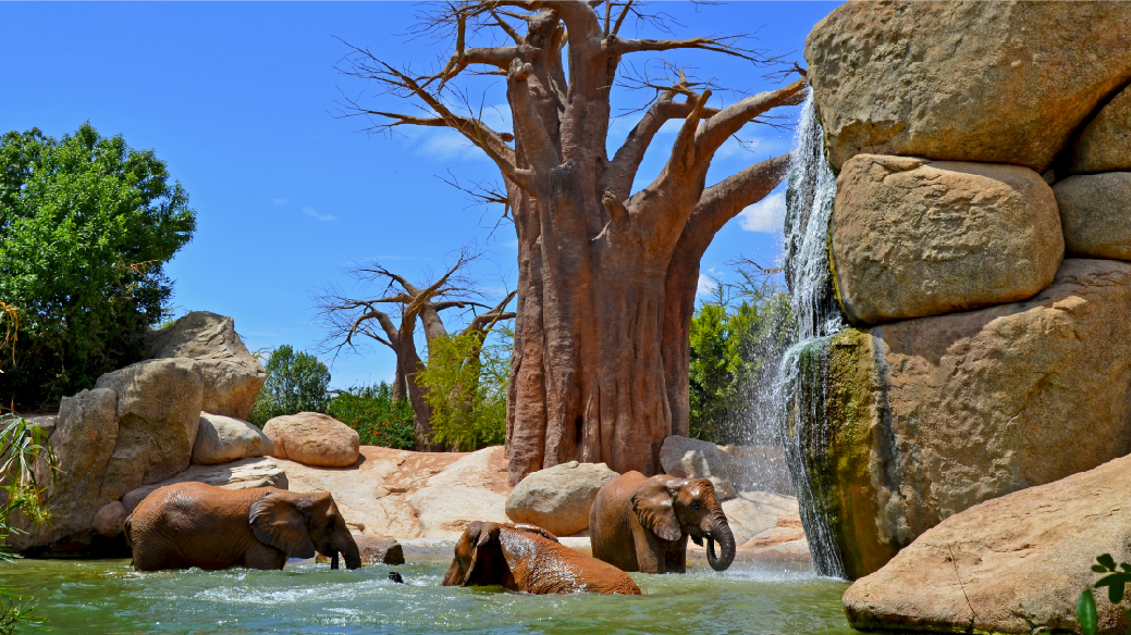 Elefantes jugando en Bioparc Valencia