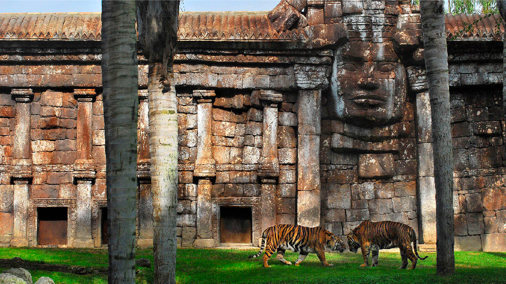 Tigre de Sumatra en Bioparc Fuengirola