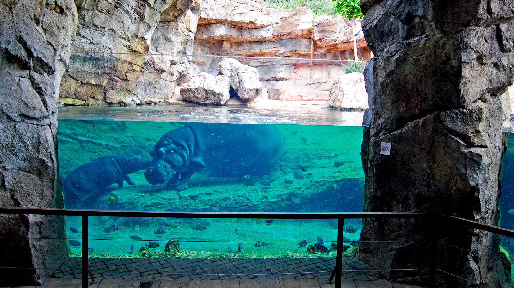 Hipopótamos en Bioparc Valencia