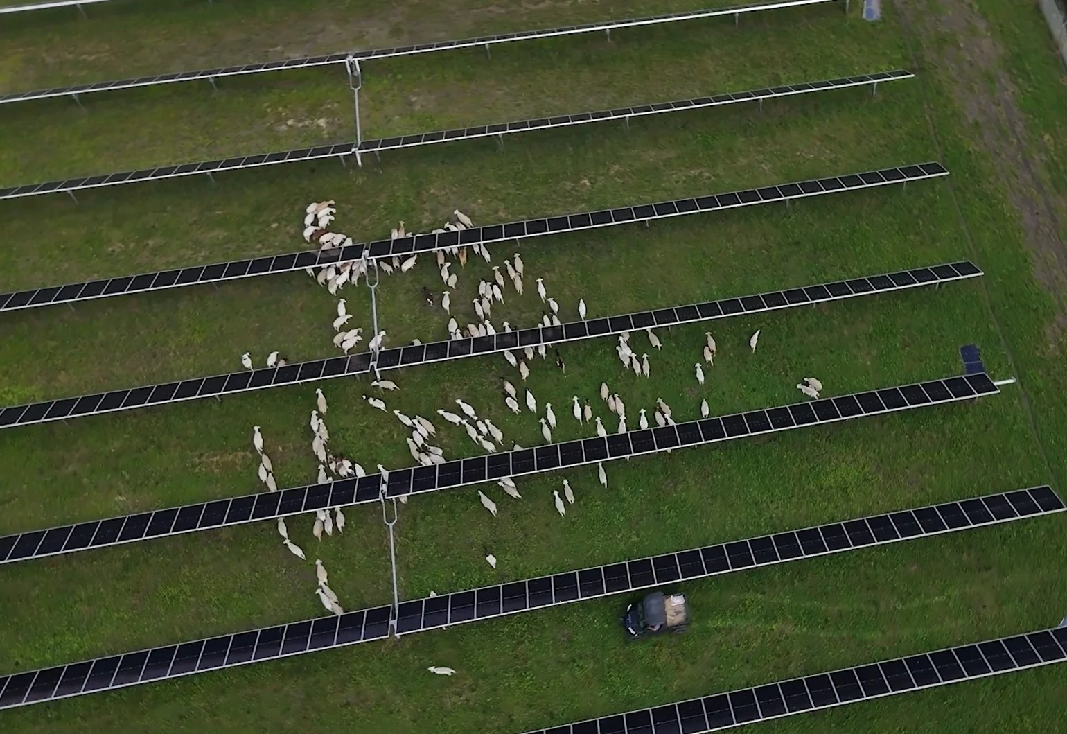 Campo agrícola