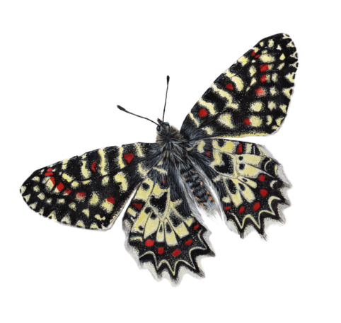 imagen mariposa2