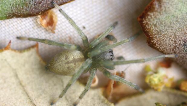 La araña descubierta en encinas del centro de España