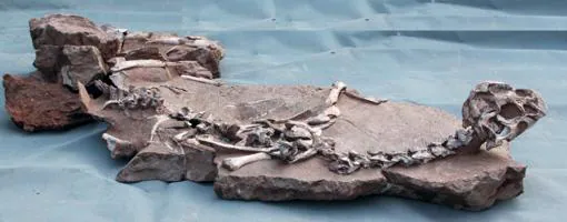 El fósil bien preservado del Tongtianlong o «Dragón de barro»
