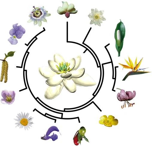 Ancestro de las flores, en el centro, a partir del que surgieron las demás. (Esquema muy simplificado)