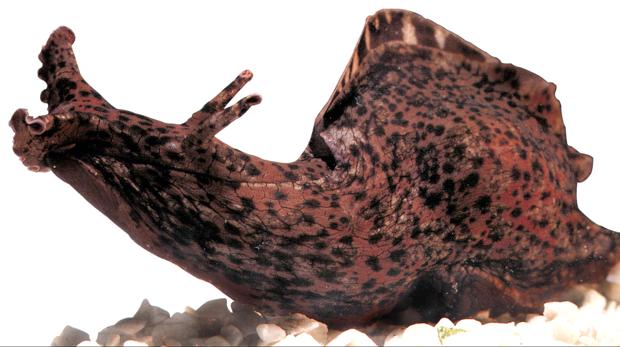 Aplysia californica, un caracol marino donde se han hecho estas investigaciones