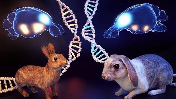 Esta ilustraciÃ³n muestra las diferencias entre conejos domÃ©sticos y silvestres, incluyendo cambios en el tamaÃ±o de la amÃ­gdala y la corteza prefrontal