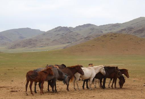 Varios caballos se congregan cerca de uno de los yacimientos arqueológicos estudiados