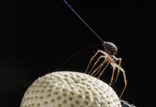 Para ascender, las arañas estiran las patas, levantan el abdomen y liberan un largo hilo de seda