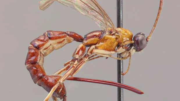 Una nueva especie de avispa desconocida para la ciencia difiere de otras avispas parasitoides debido a su aguijón masivo.