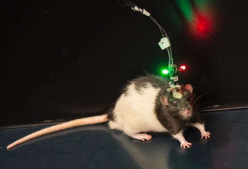 Una rata, llamada Marco, persiguiendo chocolate durante las pruebas en las que se ha basado esta investigación