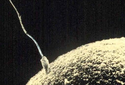 Espermatozoide y óvulo durante la fecundación. El distinto tamaño de ambos y la diferente inversión de hombres y mujeres en los hijos lleva a que la estrategia sexual de ambos no sea la misma