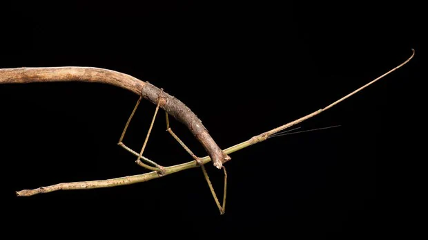 Encontrado en el Parque Nacional de Tam Dao (Vietnam), este insecto palo mide cerca de 23 centímetros de largo