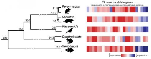 Al menos cinco veces durante los últimos 450 millones de años, la evolución utilizó un tipo de fórmula universal para convertir a los animales en monógamos: aumentar la actividad de algunos genes (rojo) y rechazar otros (azul) en el cerebro