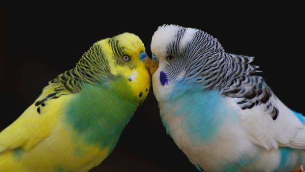 Las periquitos hembra prefieren los machos inteligentes, segÃºn un estudio publicado en Â«ScienceÂ»