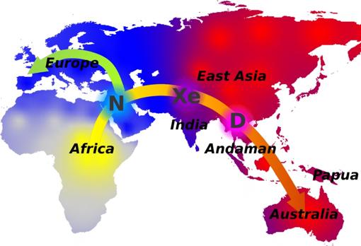 Distribución de los diferentes grupos humanos tras salir de África y sus relaciones entre sí (N son neandertales; Xe, la nueva especie híbrida, y D, denisovanos)