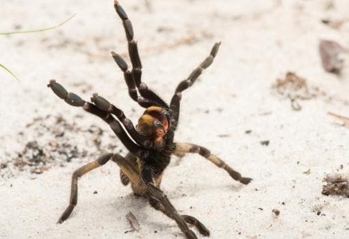 Ceratogyrus attonitifer en postura defensiva (típica de las arañas babuinas) en su hábitat natural