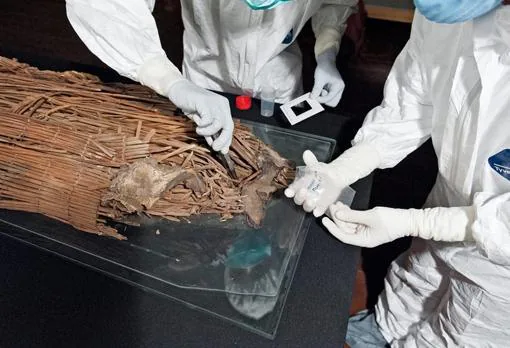 Toma de muestras en momias aborígenes en El Museo Canario (Gran Canaria)