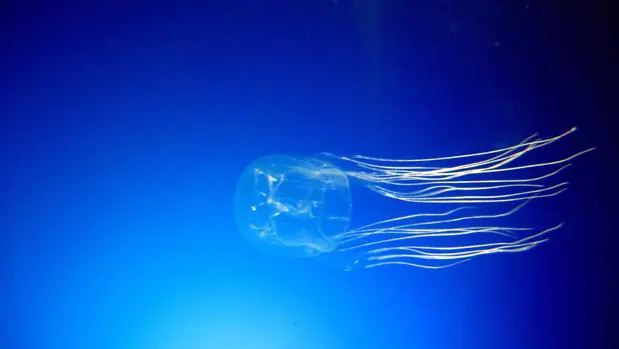 Â«Chironex fleckeriÂ», tambiÃ©n conocida como avispa de mar, es la especie de medusa mÃ¡s letal. Se encuentra sobre todo en las costas de Australia