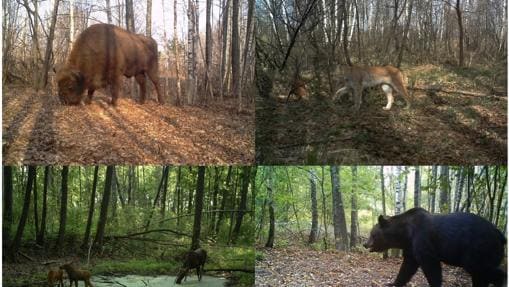 Bisonte europeo (Bison bonasus), lince boreal (Lynx lynx), alces (Alces alces) y oso pardo (Ursus arctos) fotografiados por las cÃ¡maras del proyecto TREE dentro de la zona de exclusiÃ³n de ChernÃ³bil (Ucrania)
