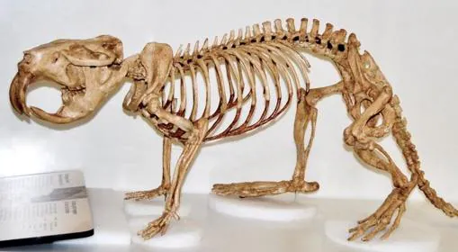 Un esqueleto de castor gigante