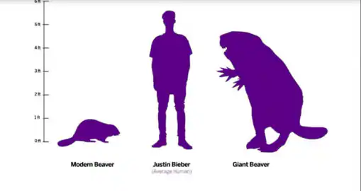 Comparación de un castor moderno, un humano y un castor gigante del tamaño de un oso de hace 10.000 años