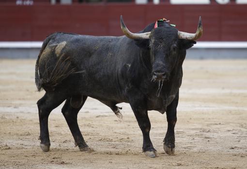 Chaparrito, de Adolfo Martín, uno de los grandes toros de la Feria