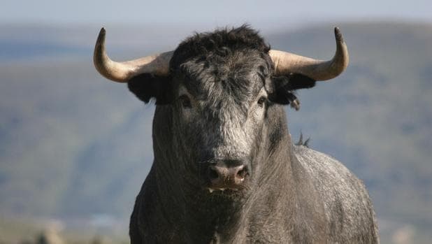 El Parlamento rechaza la enmienda que quería acabar con las ayudas al toro de lidia