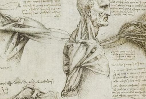 Uno de los dibujos anatómicos de Da Vinci