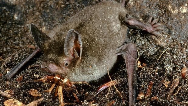 El murciélago es capaz de consumir 3.000 insectos en una sola noche
