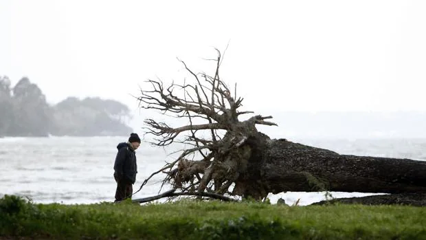 Un hombre observa un Ã¡rbol derribado por el viento en A CoruÃ±a, Galicia