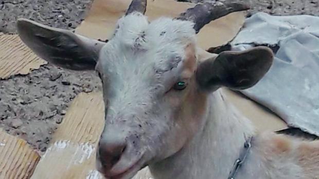 Encuentran una cabra suelta en una avenida de entrada a Valencia