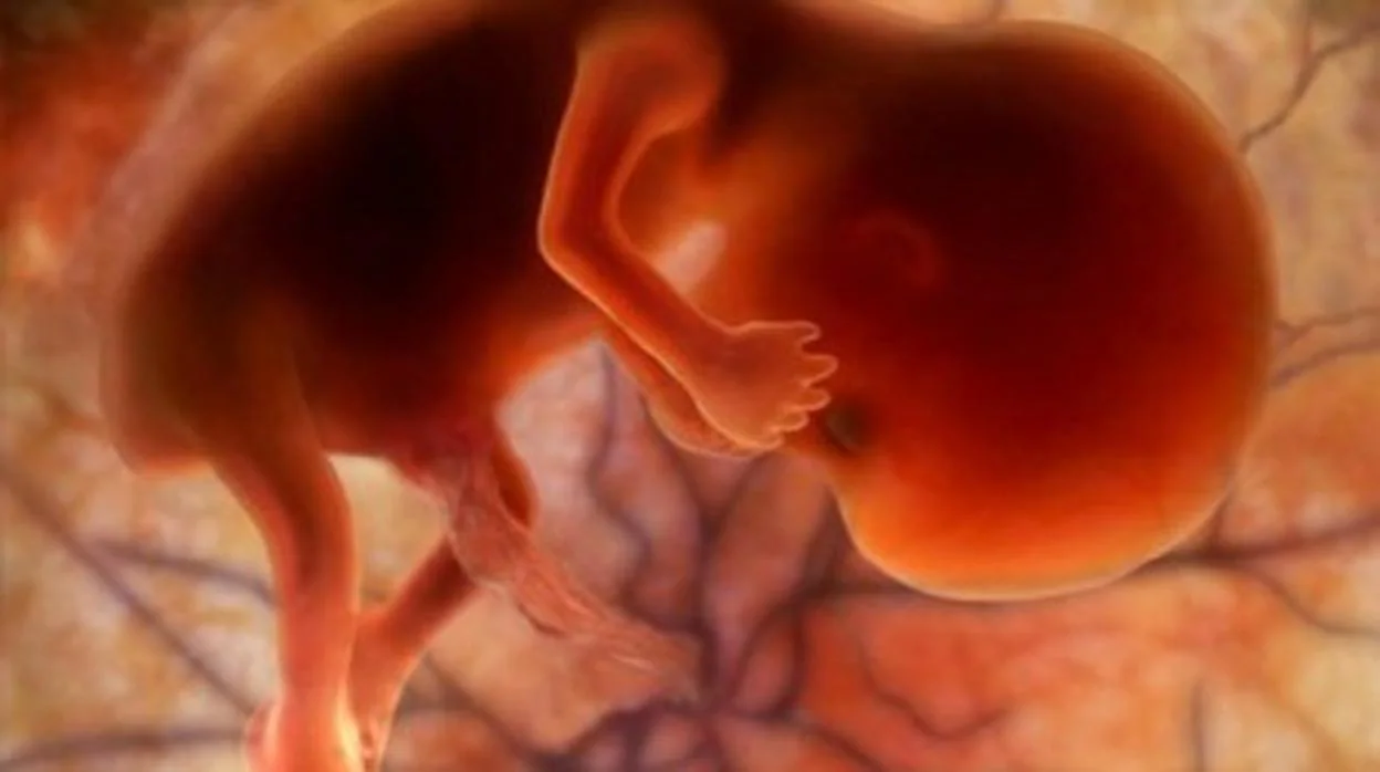 El Embrión A Las 11 Semanas De Embarazo