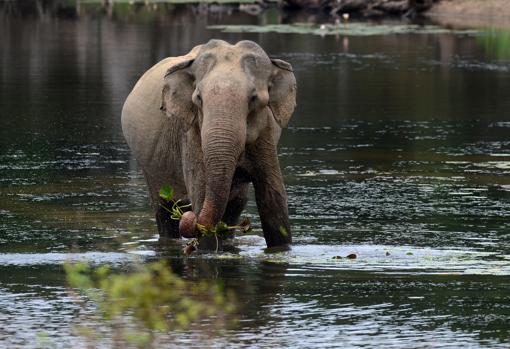 Elefante en el lago del parque nacional de Yala