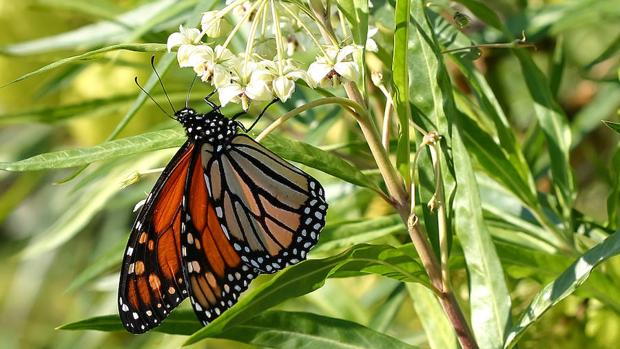 mariposa-monarca-kA8B--620x349@abc.jpg