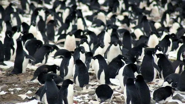 Ls Islas Danger tienen 751.527 parejas de pingÃ¼inos Adelia, mÃ¡s que el resto de la regiÃ³n de la PenÃ­nsula AntÃ¡rtica en conjunto