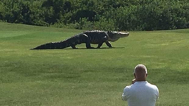 Un caimán gigante se pasea tranquilamente por un campo de golf de Florida 