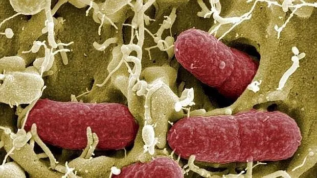 Bacterias intestinales humanas