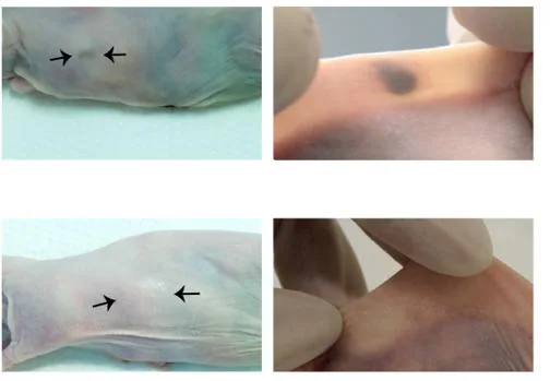 El chivato tatuaje se trasplatÃ³ en ratones con cÃ¡ncer