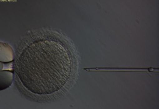 Los Ã³vulos fueron fecundados con espermatozoides mediante ICSI, una tÃ©cnica de reproducciÃ³n asistida