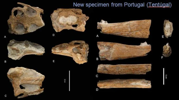 Resultado de imagen de fosil cocodrilo mas antiguo portugal